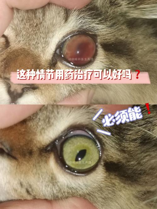 猫咪眼睛红？这几种常见原因及应对策略