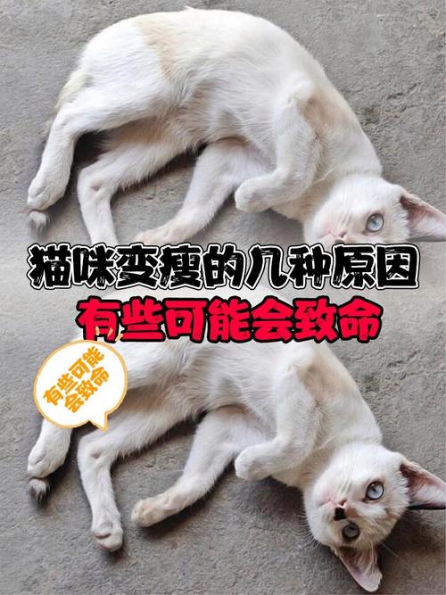 揭秘猫咪为何突然变得异常消瘦，原因解析与应对策略