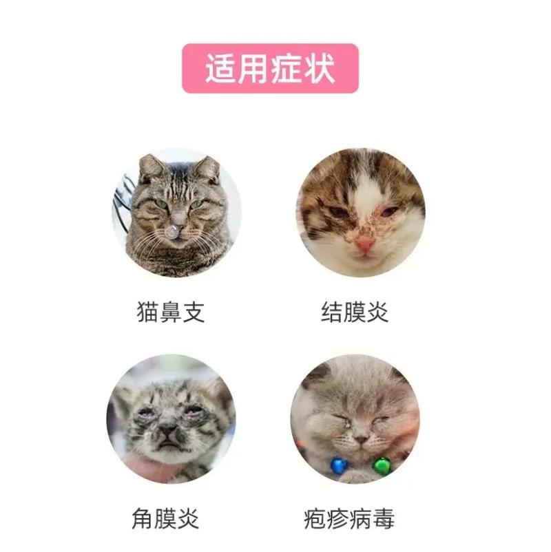 猫咪鼻支的常见原因与应对方法