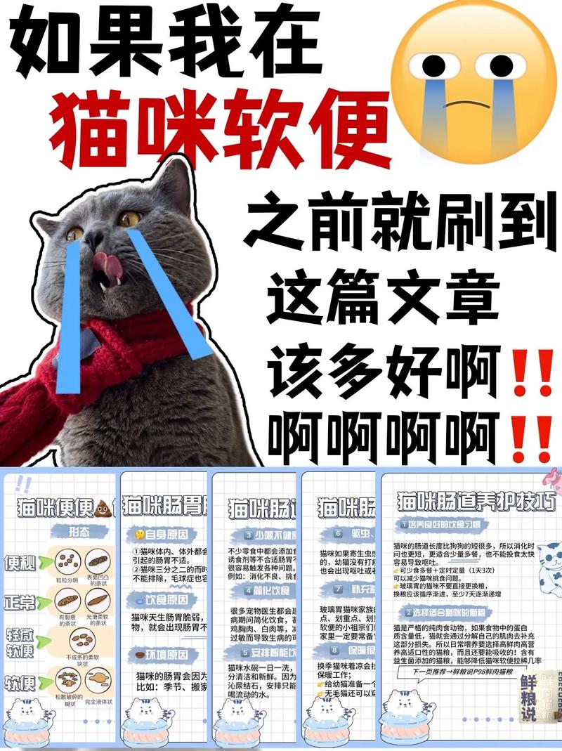 猫咪软便？你可能忽视了这些关键原因