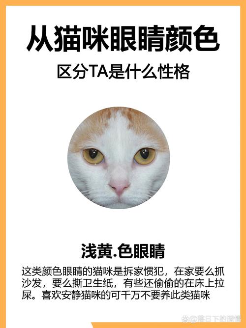 猫咪眼睛异物，如何正确处理？