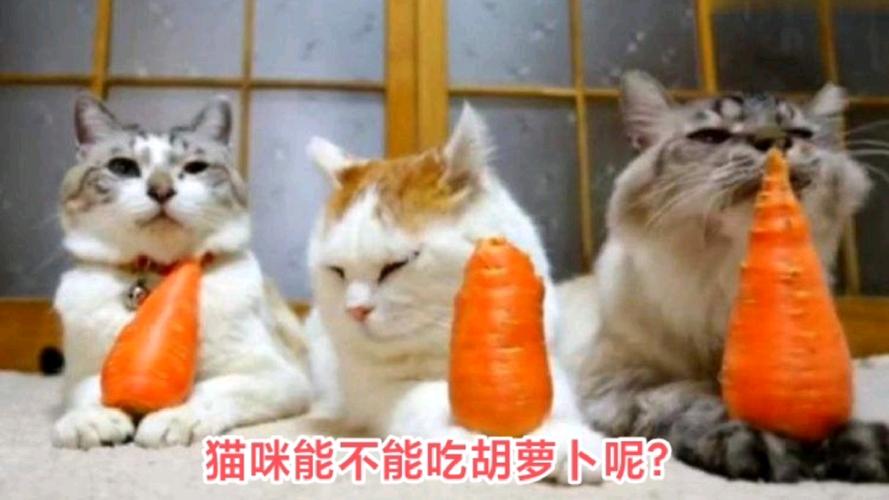 猫咪也能享受胡萝卜的乐趣——了解可否安全食用