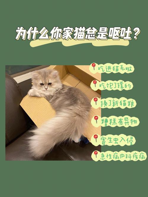 猫咪为何总爱呕吐？揭秘常见原因及应对策略