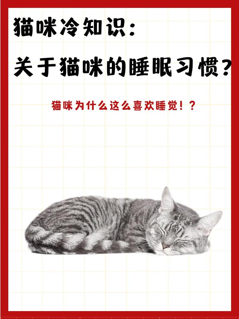 猫咪的睡眠艺术，深度探索一只猫的日常休憩