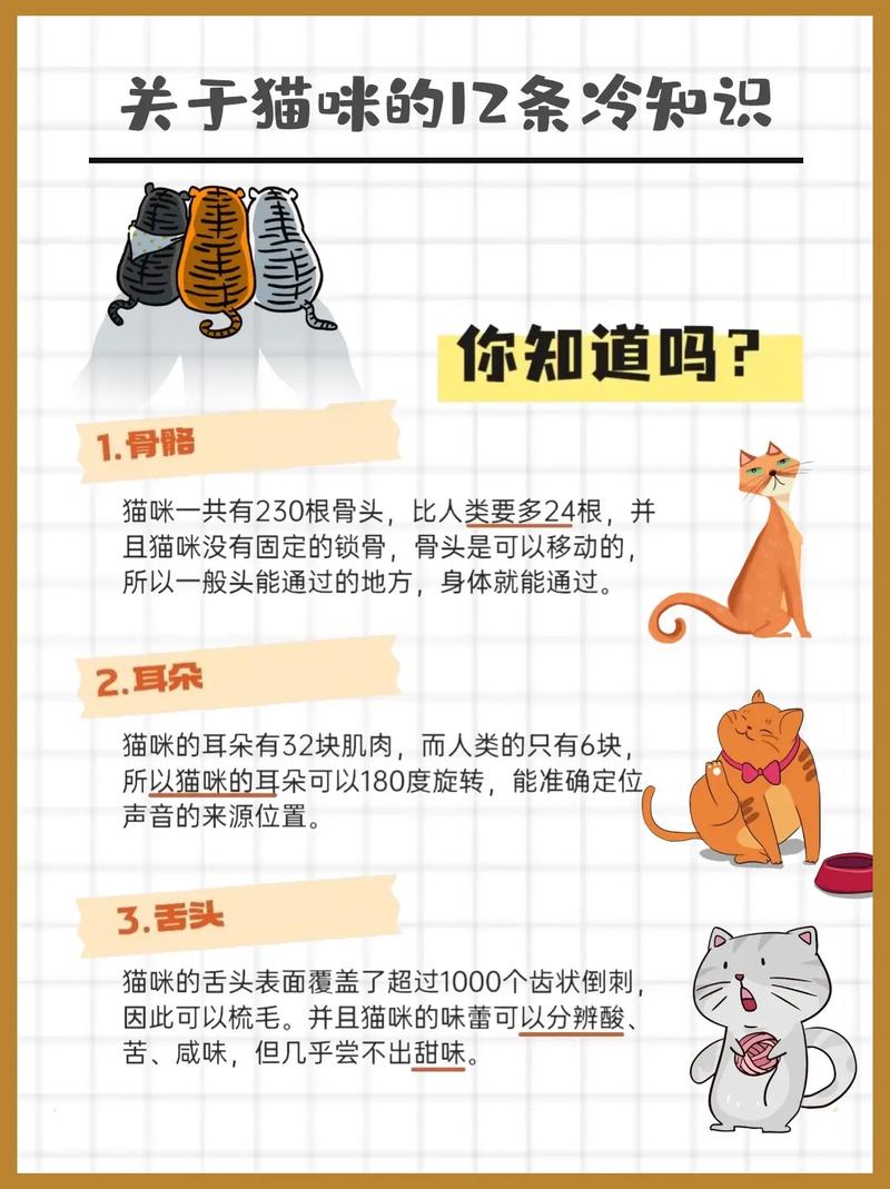 猫咪维生素B摄入量，给你的爱宠科学饮食指南