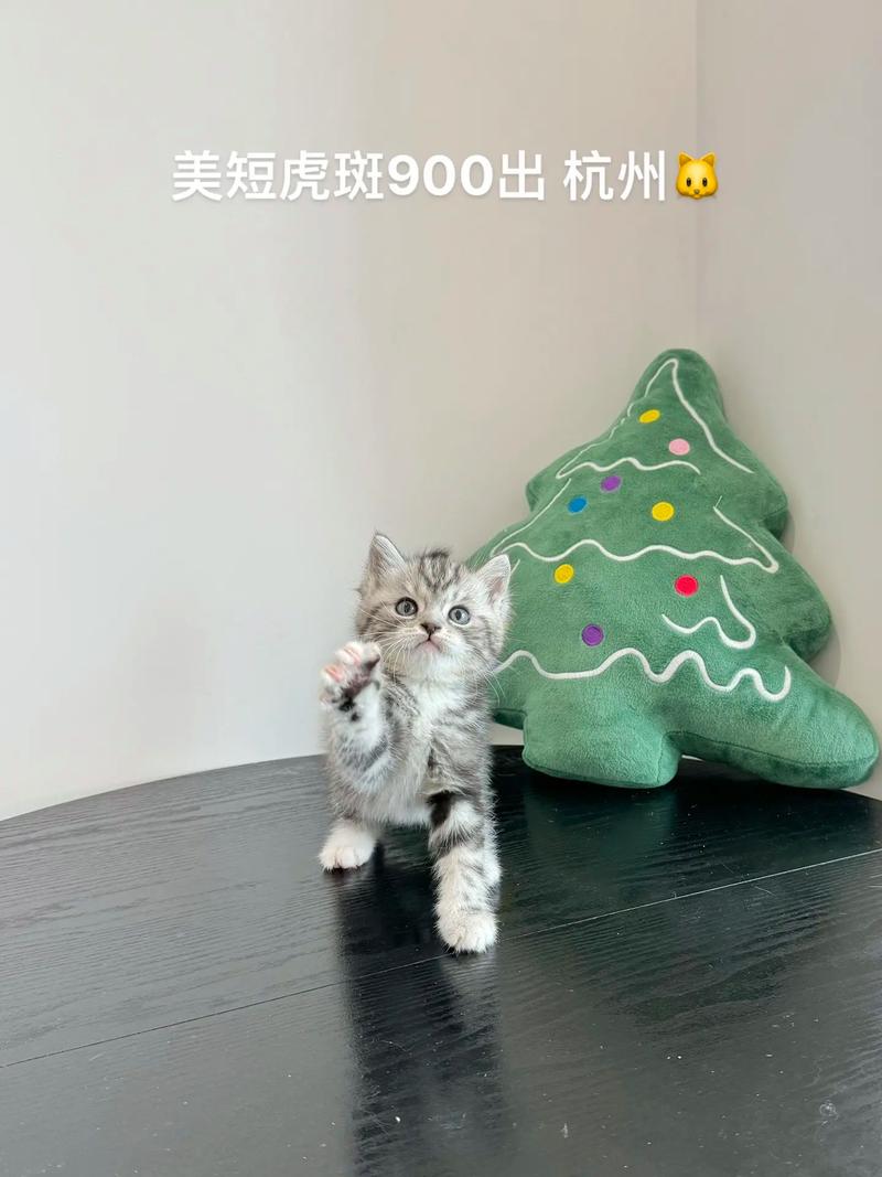 两个月的猫咪疫苗之路，健康成长的秘密