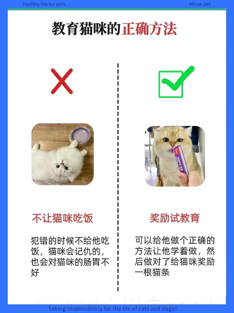 猫咪养乖，轻松掌握养猫小技巧