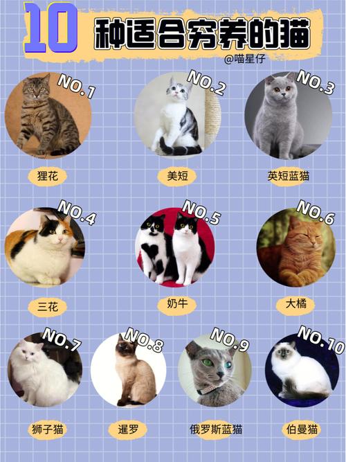 寻找那些温顺又惹人爱的猫咪品种