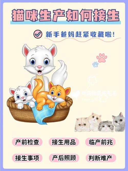 揭秘猫咪产前流血现象，如何理解与预防