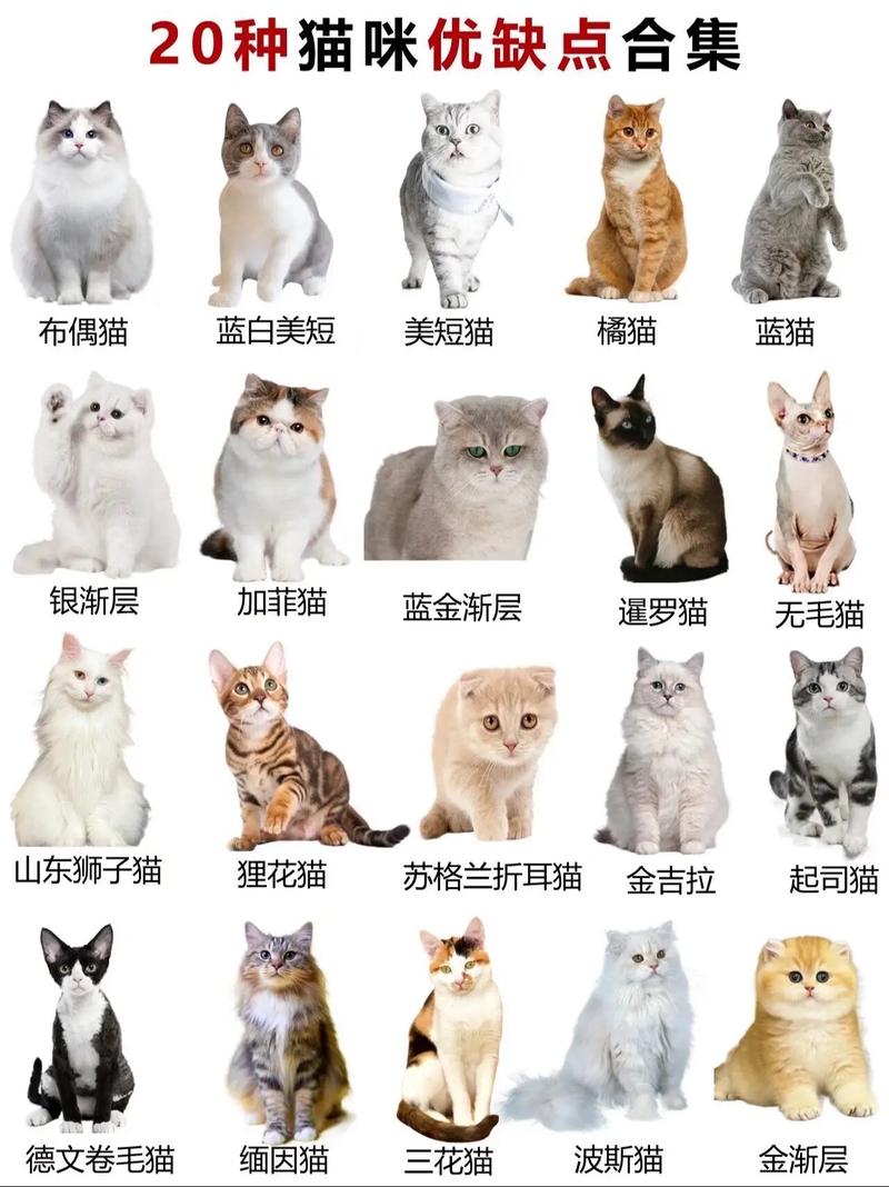 猫咪的偏好，了解它们真正喜欢的人