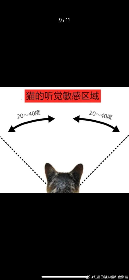 揭秘猫咪耳朵的秘密——为何它们会有特殊气味？