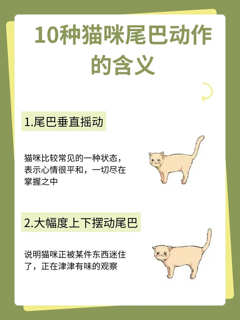 猫咪尾巴僵硬的隐喻，解读背后隐藏的情绪信号