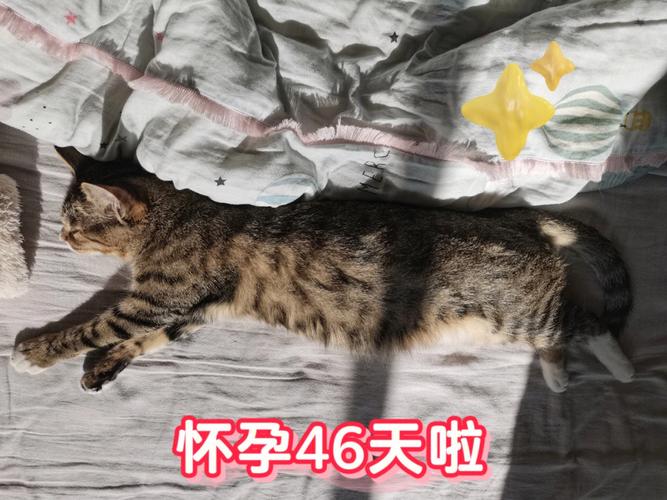 温柔生命中的危险信号，怀孕猫咪的抽搐症状与紧急处理