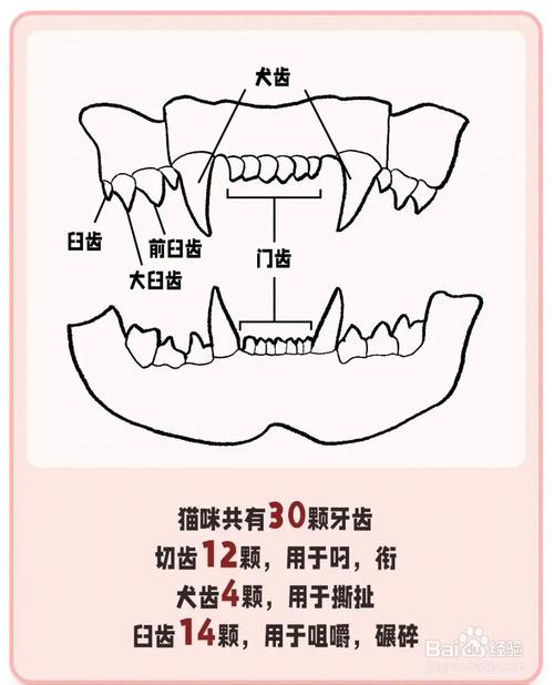 揭秘猫咪牙齿黑的秘密