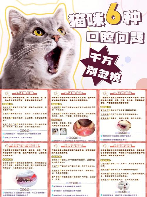 猫咪口腔发炎，常见问题及护理小贴士