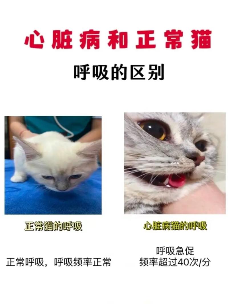 揭秘猫咪心脏健康，常见问题与日常呵护