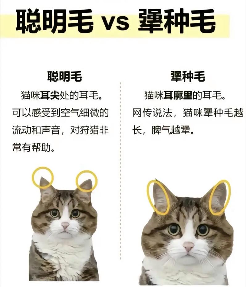 猫咪的神秘身体结构，如何解读你的毛茸伙伴