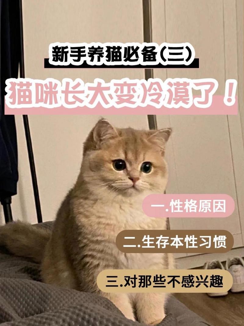 从黏人到依赖，猫咪为何突然变黏人？