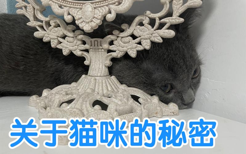 揭秘猫咪黑色耳屎背后的健康秘密