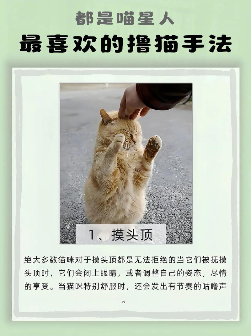 猫咪疫苗，守护毛孩子健康成长的秘密武器