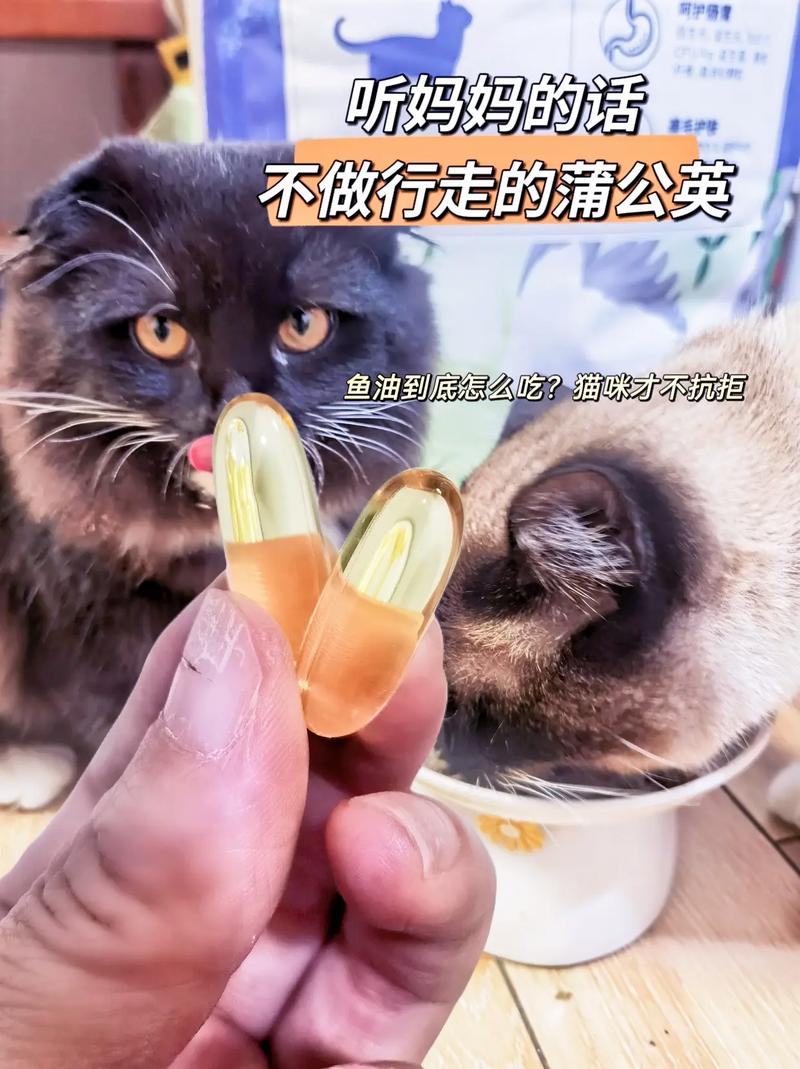 猫咪的惊人食量，一场不为人知的强饲大冒险