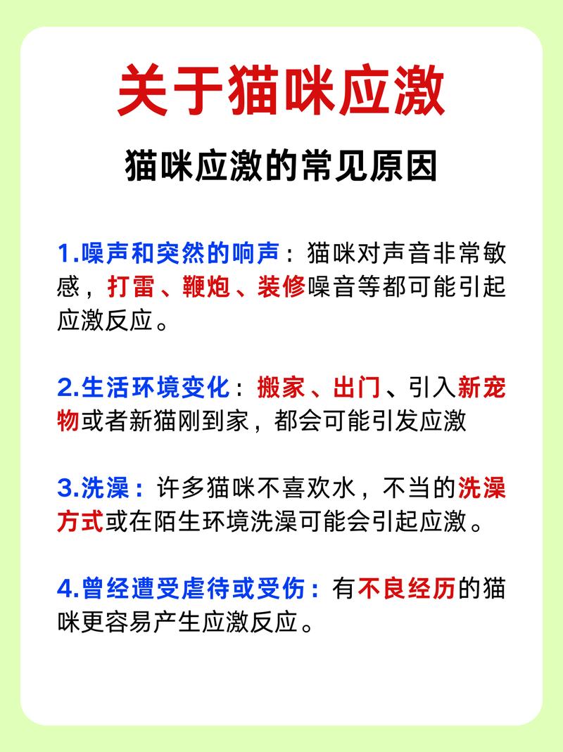 猫咪为何变得胆小，探究原因与应对策略