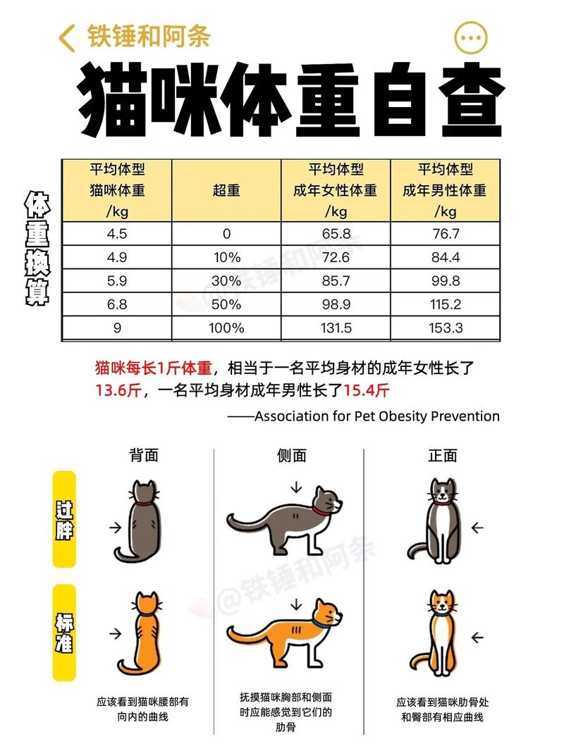 猫咪如何健康地长胖，科学营养与适量运动