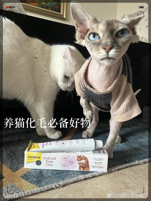 猫咪的选择，如何为家庭挑选最合适的毛孩子