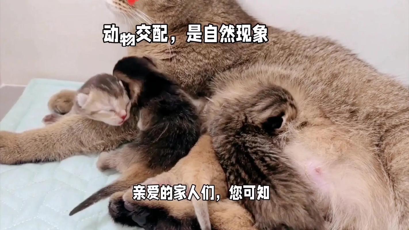 揭秘猫咪交配的神秘面纱，全览猫咪繁殖周期与行为