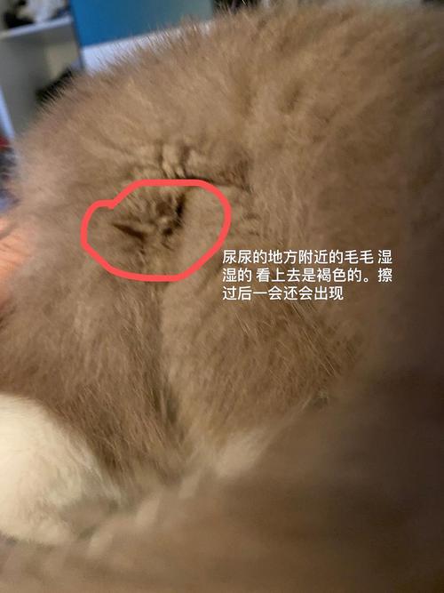 猫咪尿道为何出现褐色？警惕潜在健康问题