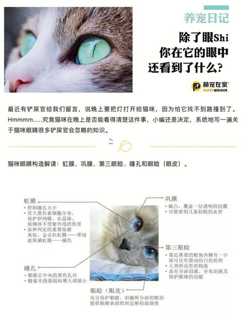 揭秘猫咪眼睛中的神秘薄膜——了解猫咪视力的奥秘