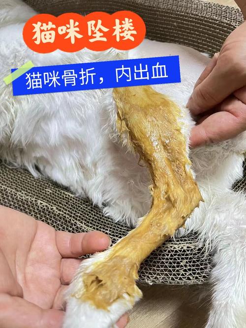 猫咪骨折的那些表现，你需要知道