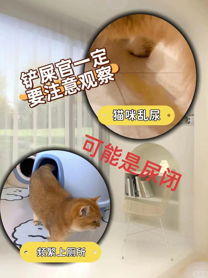 猫咪为何突然开始乱撒尿？——探索猫行为异常的真相