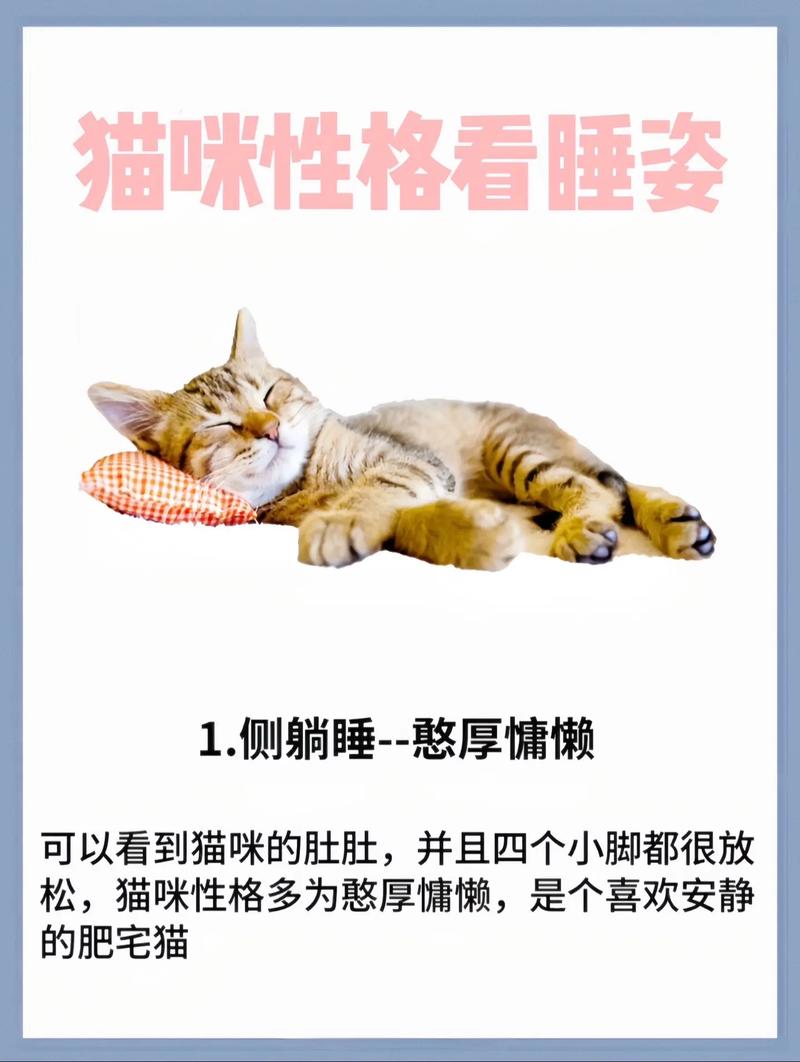 猫咪为什么总是喜欢在不同地方睡觉