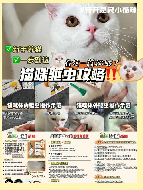 猫咪多久需要进行一次体外驱虫？