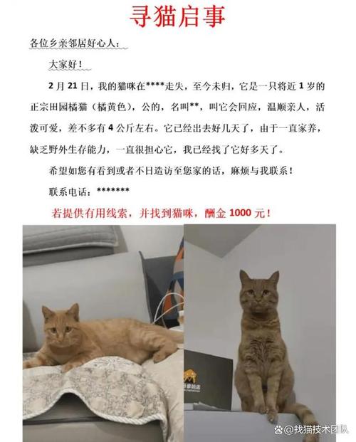 找回家猫的秘诀，一招教你找到迷路的它