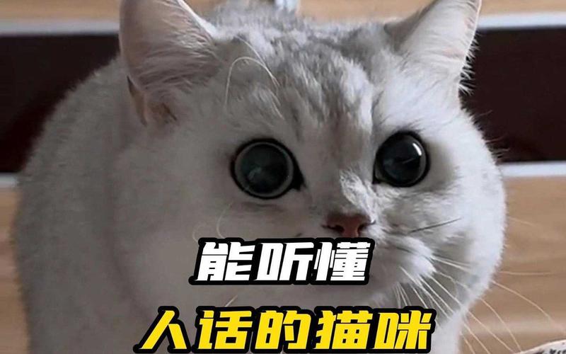 猫咪能听懂人话？真相揭晓