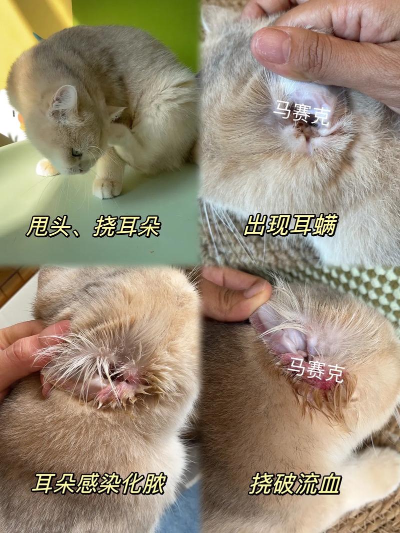 猫咪耳朵的秘密，层层叠叠的听觉艺术