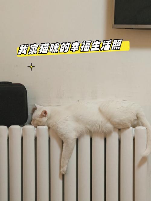 猫咪打完针后的温馨小憩