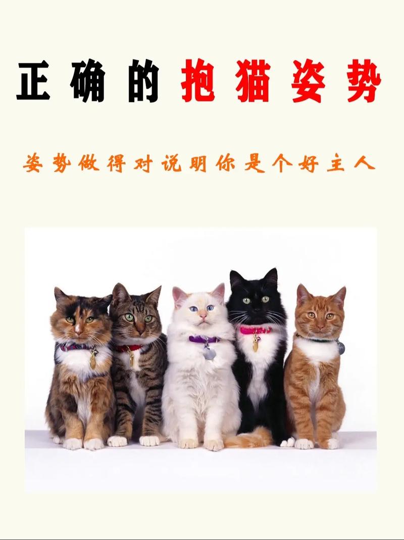 养宠指南，如何帮助您的爱猫拥有健康亮丽的牙齿