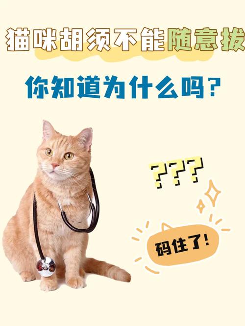 猫咪的智慧之翼——胡须的重要性