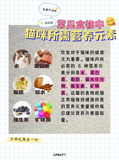 探索幼猫猫咪的营养需求，一份科学的饮食指南