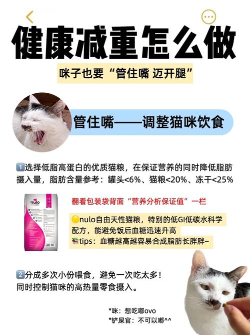 揭秘猫咪腹部坚硬背后的健康秘密