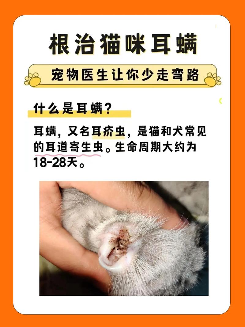 猫咪耳螨初识，预防与治疗全攻略