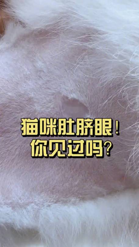 猫咪的肚脐眼在哪儿？