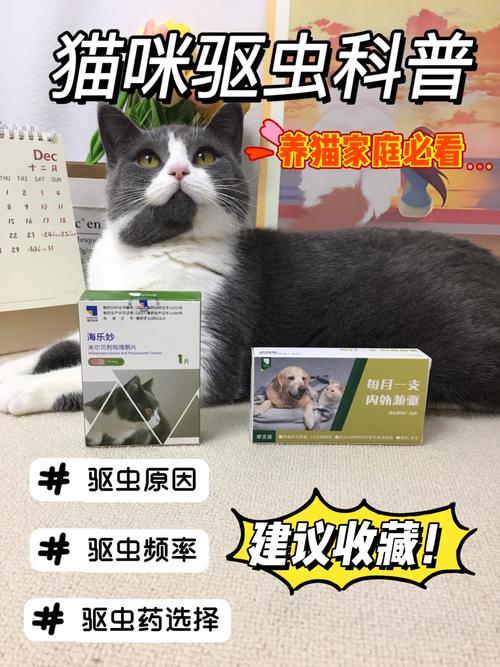 猫咪的健康卫士，体外驱虫与日常护理