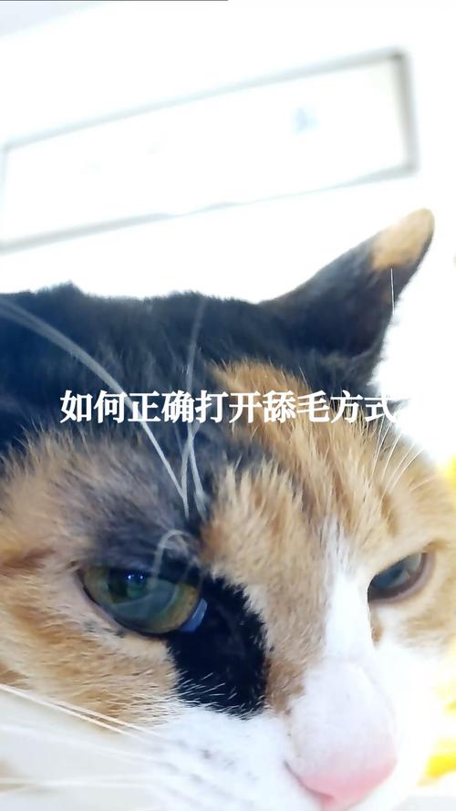 猫咪如何梳理毛发，日常护理的正确打开方式