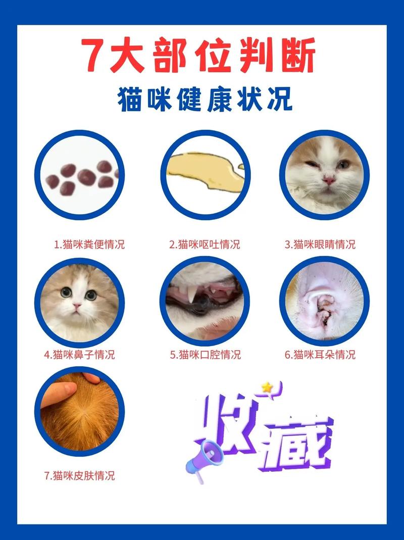 猫咪健康粪便的秘密，如何通过它们了解小猫的大健康