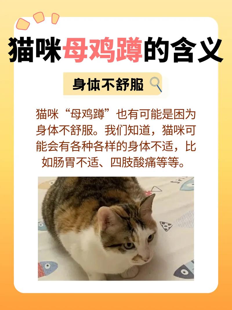 猫咪频繁舔屁股，这背后隐藏着什么秘密？