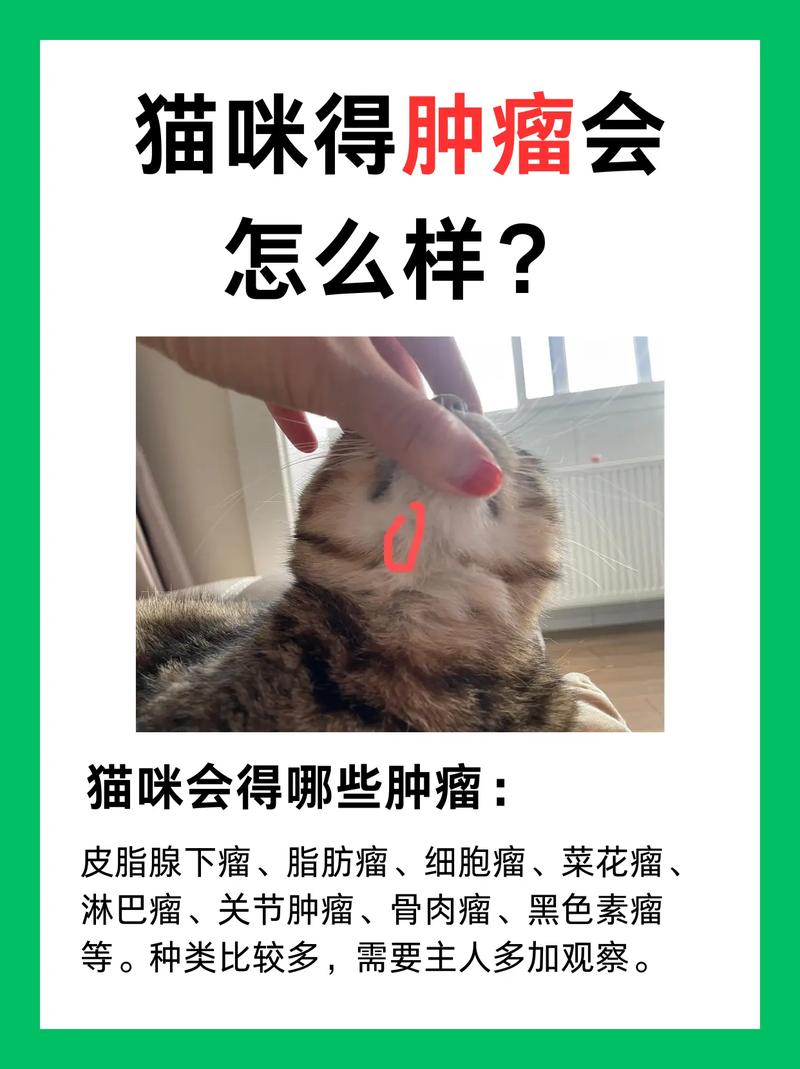 猫咪长瘤的症状与预防